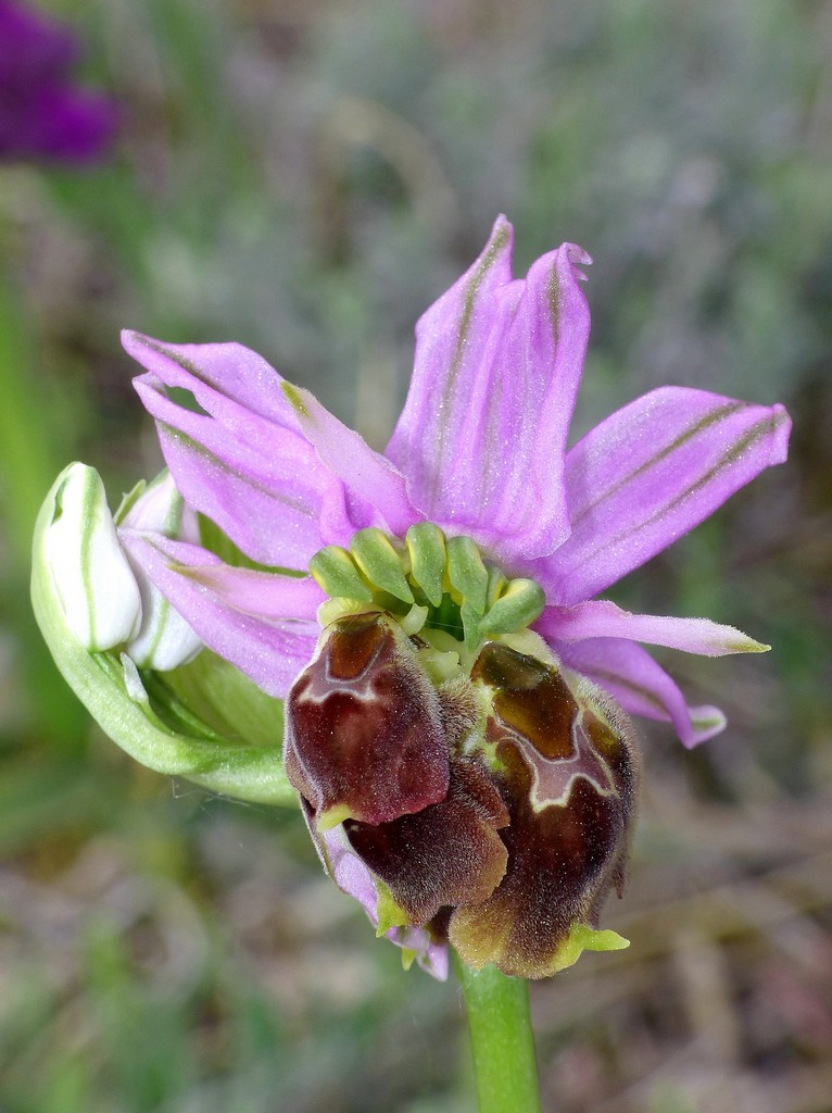 Ophrys crabronifera nellAbruzzo aquilano - aprile  2022.